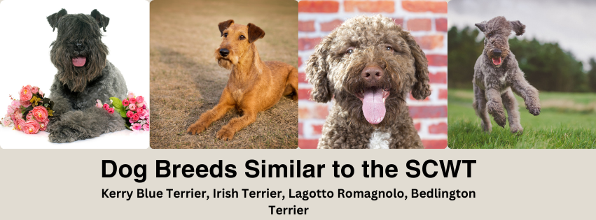 A phot collage of the Kerry Blue Terrier, Irish Terrier, Lagotto Romagnolo, and Bedlington Terrier