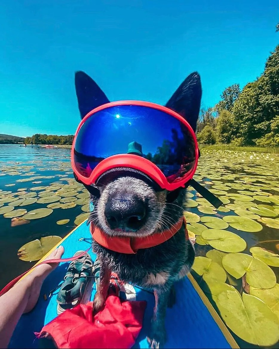 start paddle boarding with the right paddle board from Glide, use the same commands and be you to have your dog wear a life jacket and gps tracker you will have so much fun