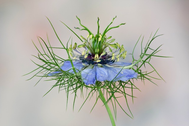 flower, nigella, blue