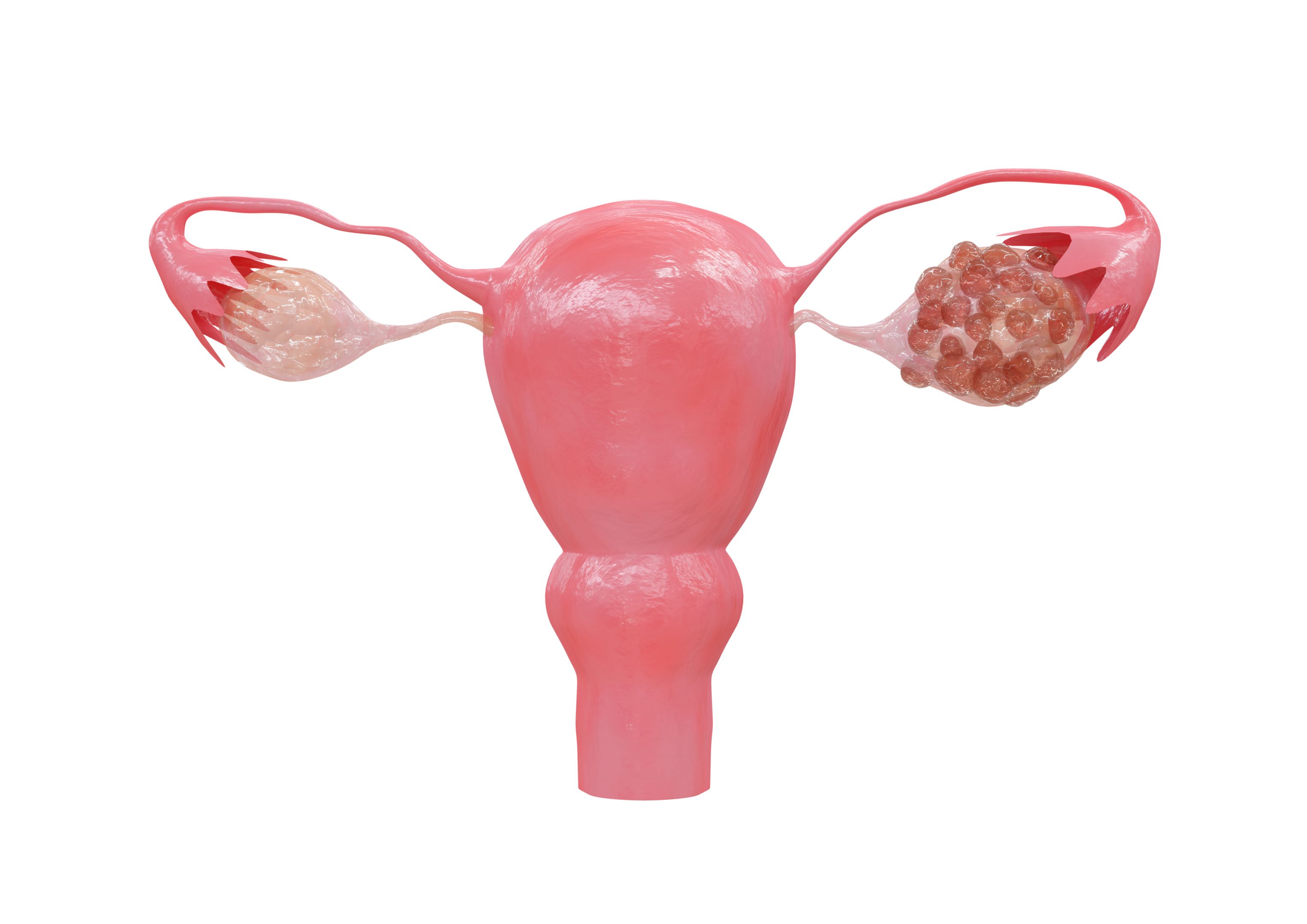 Just like ovaries, the vagina can also develop cysts.