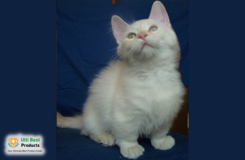 Munchkin Image Credit: Sg0668commons - Own work, CC BY 3.0, in a post about 26 of The Best White Cat Breeds