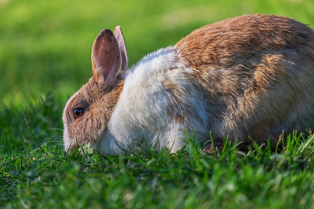 rabbit, animal, meadow, own grass