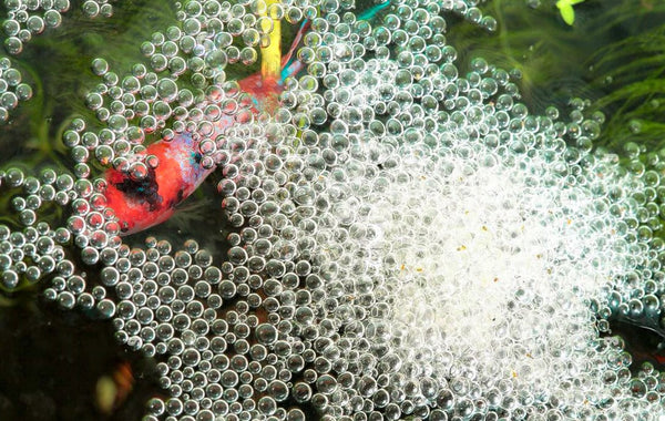 Bubble nests - image from https://buceplant.com/blogs/