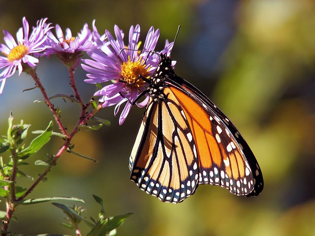 garden, flowers, butterfly