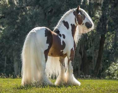 Gypsy horse on a sunny pasture