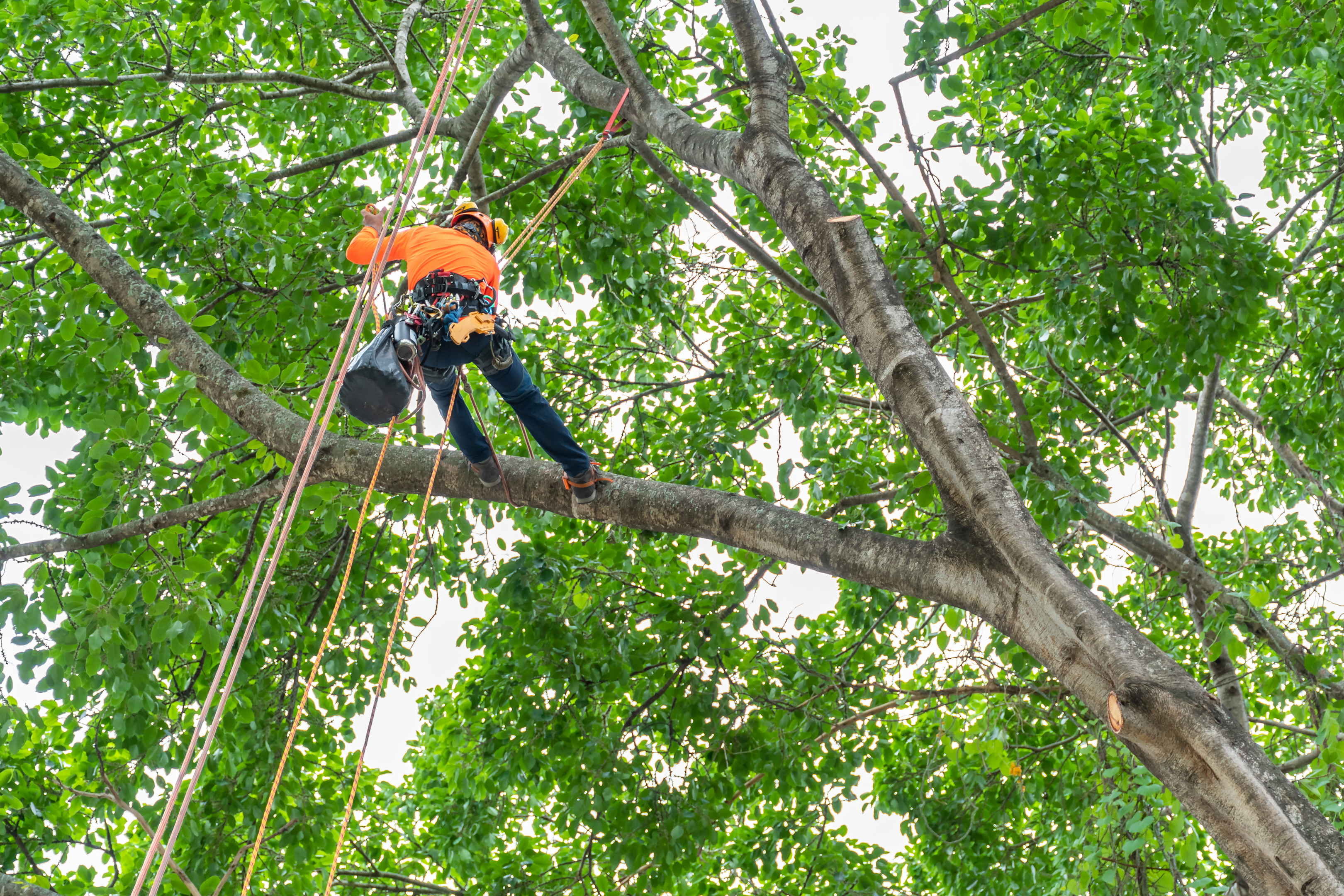 worker on giant tree