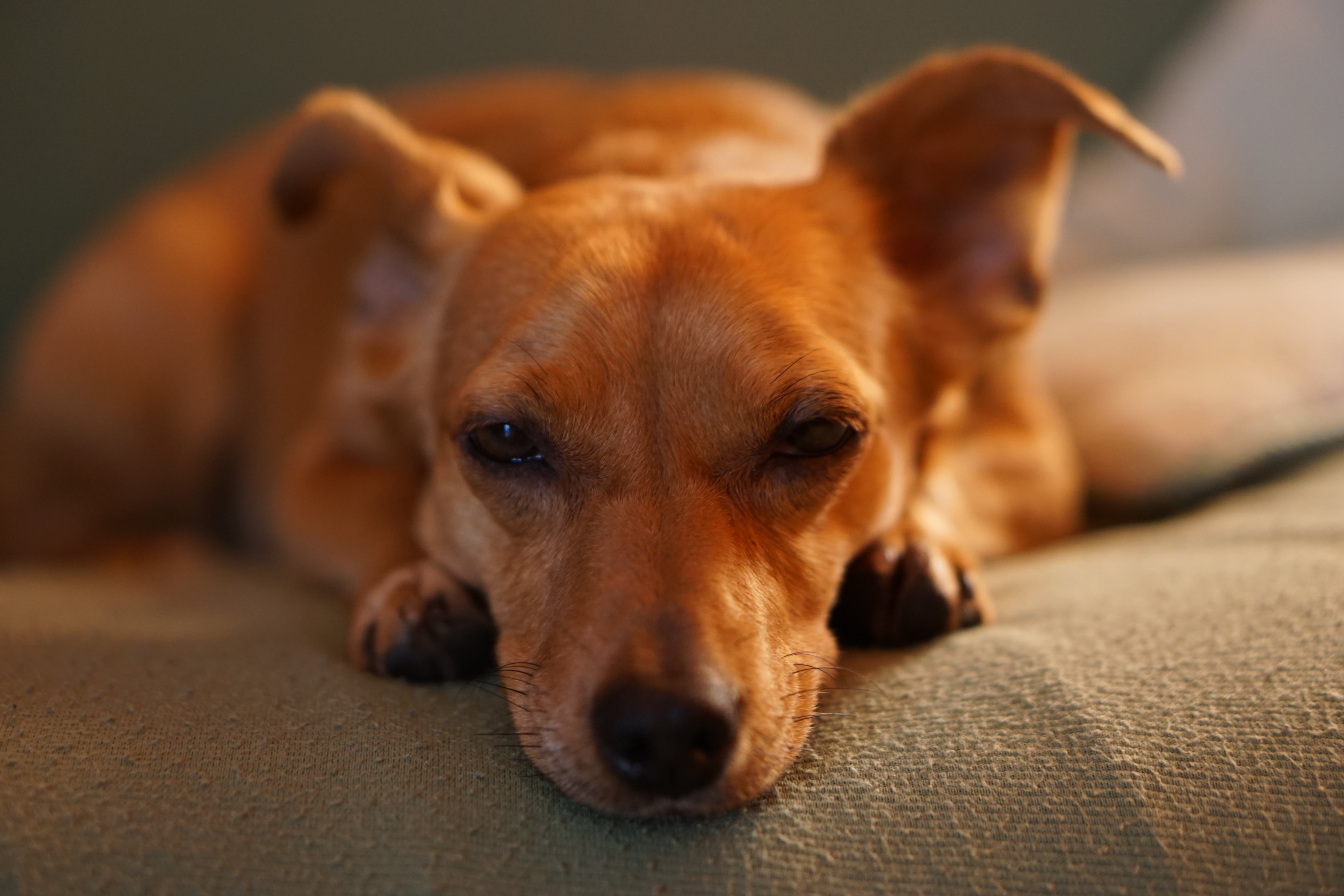 The unusual tilting of the head is a common sign of a dog brain tumor.