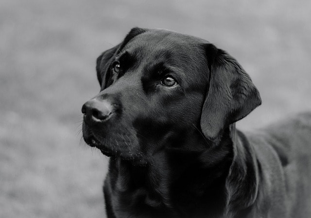 labrador, dog, animal, mammal, canine, pet, domestic, nature, portrait, cute, dog, dog, dog, dog, dog