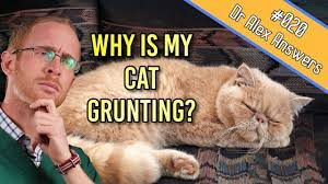 Why Is My Cat Snoring and Grunting? - Dog Health Vet Advice - YouTube