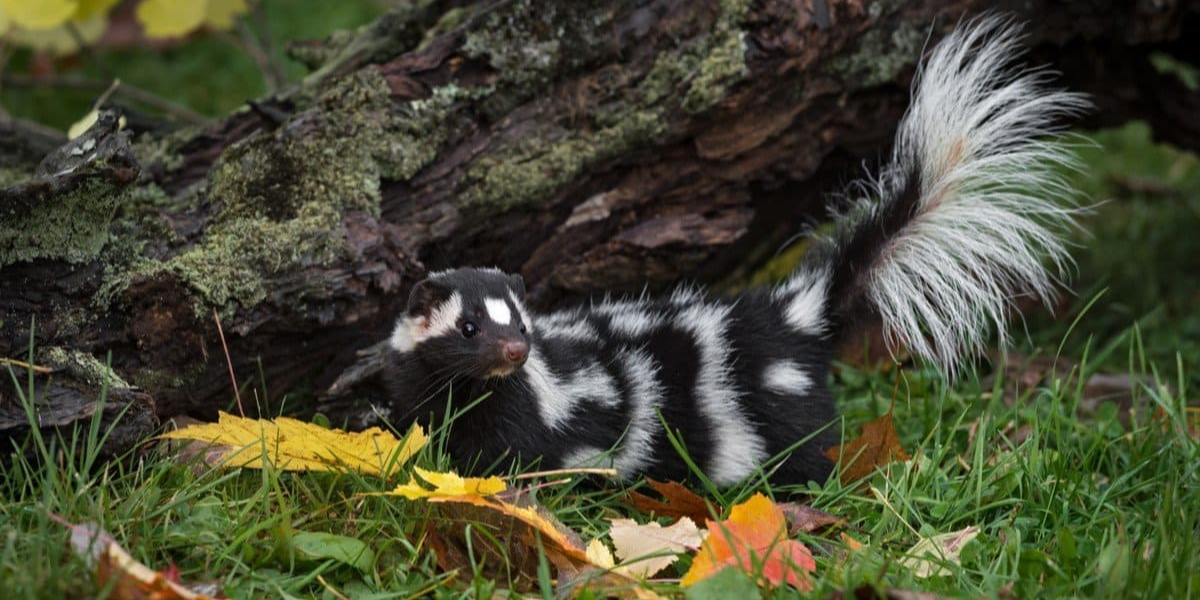 13 Interesting Animals In Kentucky