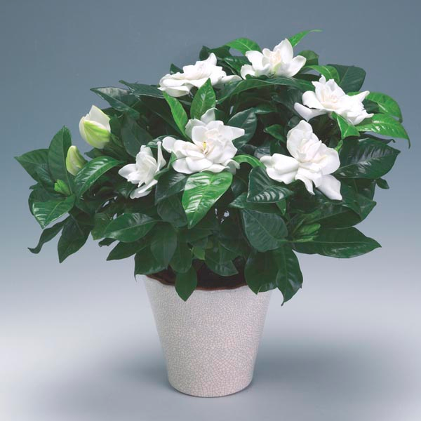 Gardenia