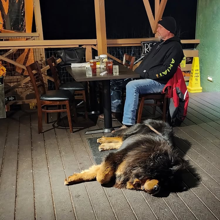 a healthy tibetan mastiff relaxing with people around home