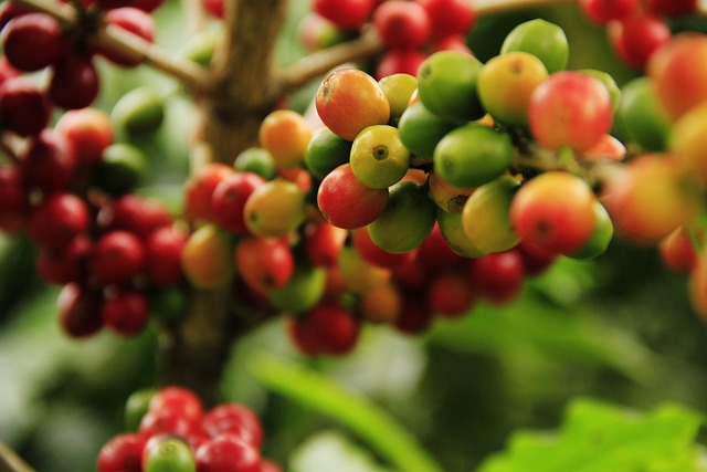 coffee grains, mature, farming