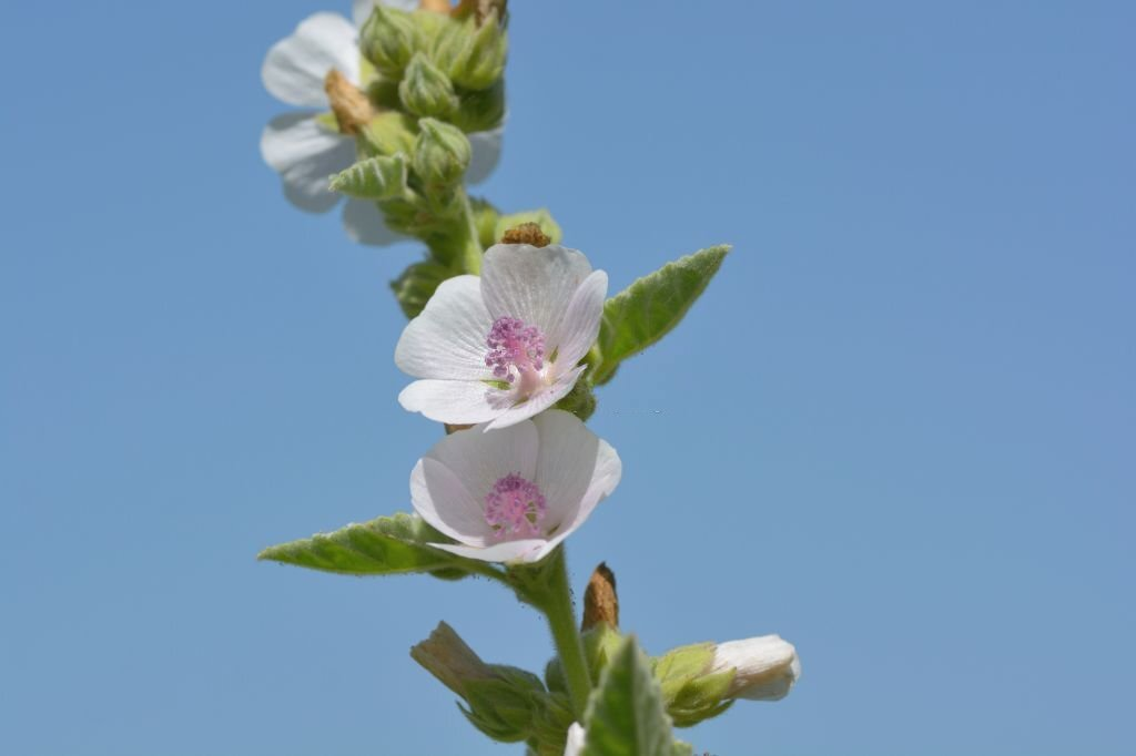 Marsh Mallow