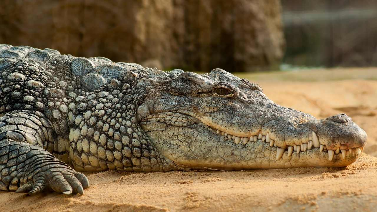 Lahore, zoo, crocodile, 