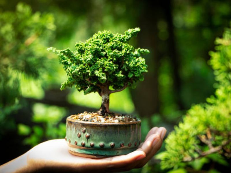 Connection between the bonsai pot's design and drainage