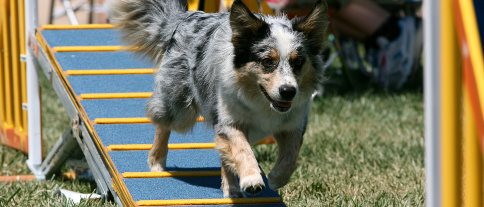 dog agility Teeter, teeter totter, or seesaw