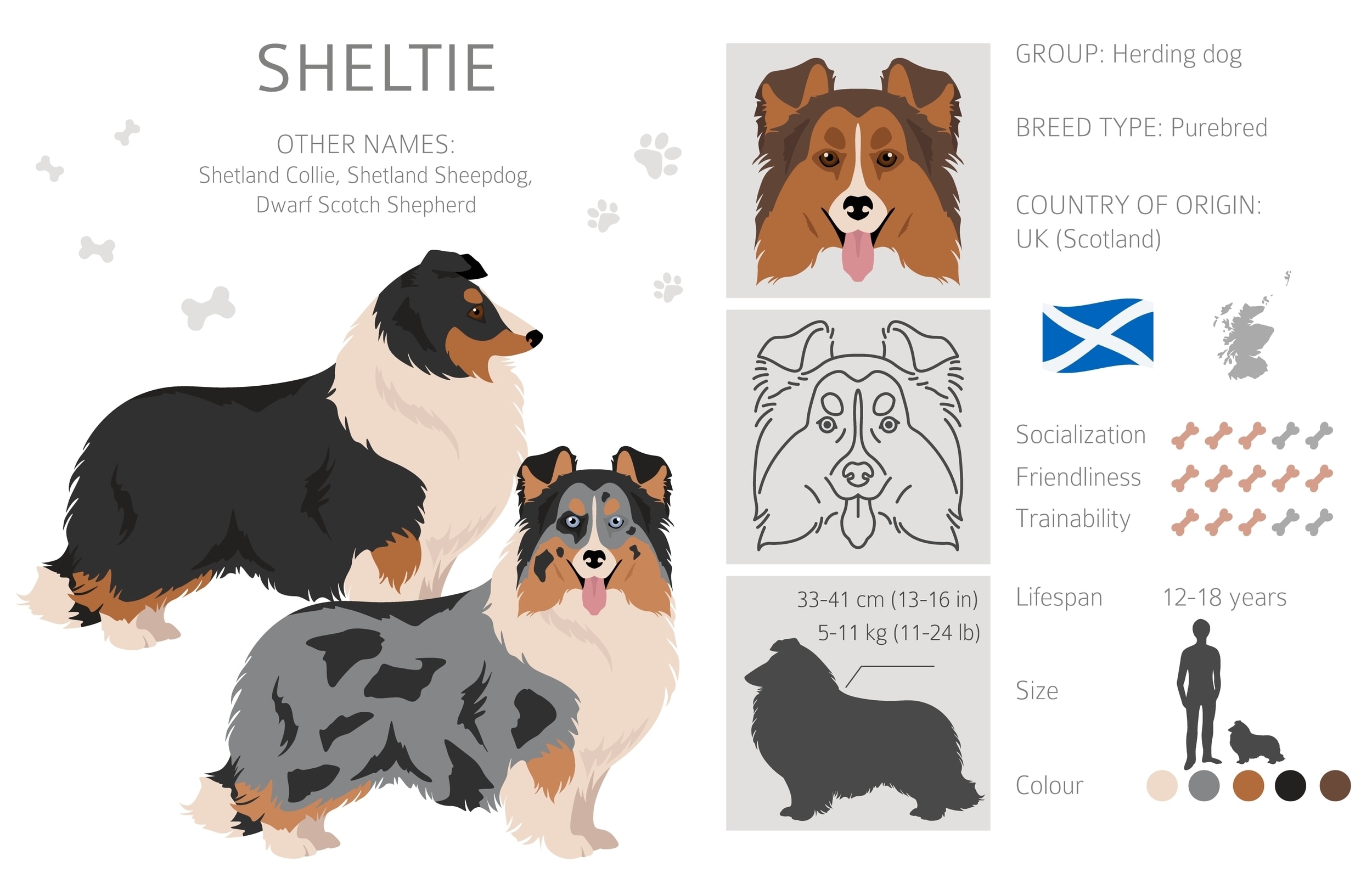An infographic of the Shetland Sheepdog