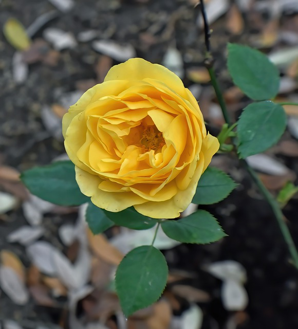 yellow rose, flower