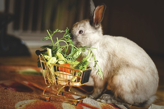 Rabbit eating vegetables