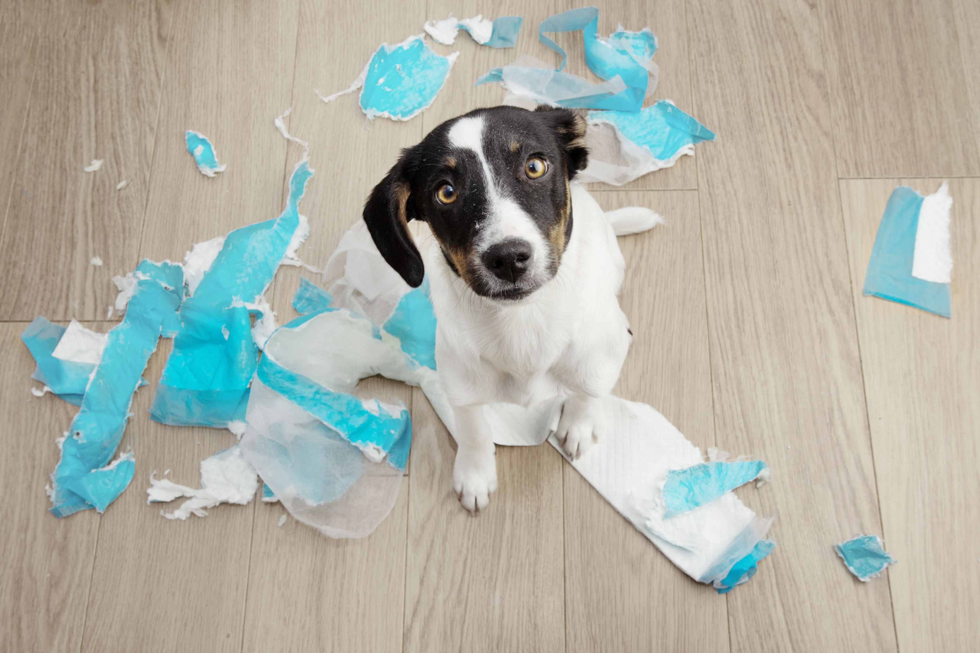 I have seen this multiple times. Your dog may think the pee pad is something to play with.