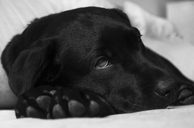 labrador, dog, animal