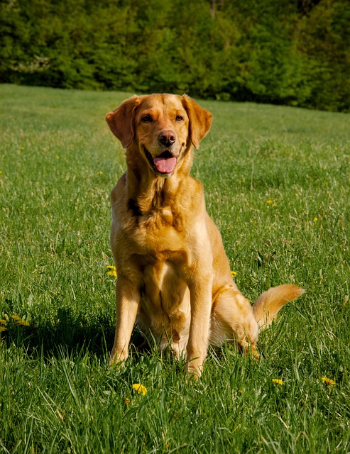 labrador, dog, labrador retriever