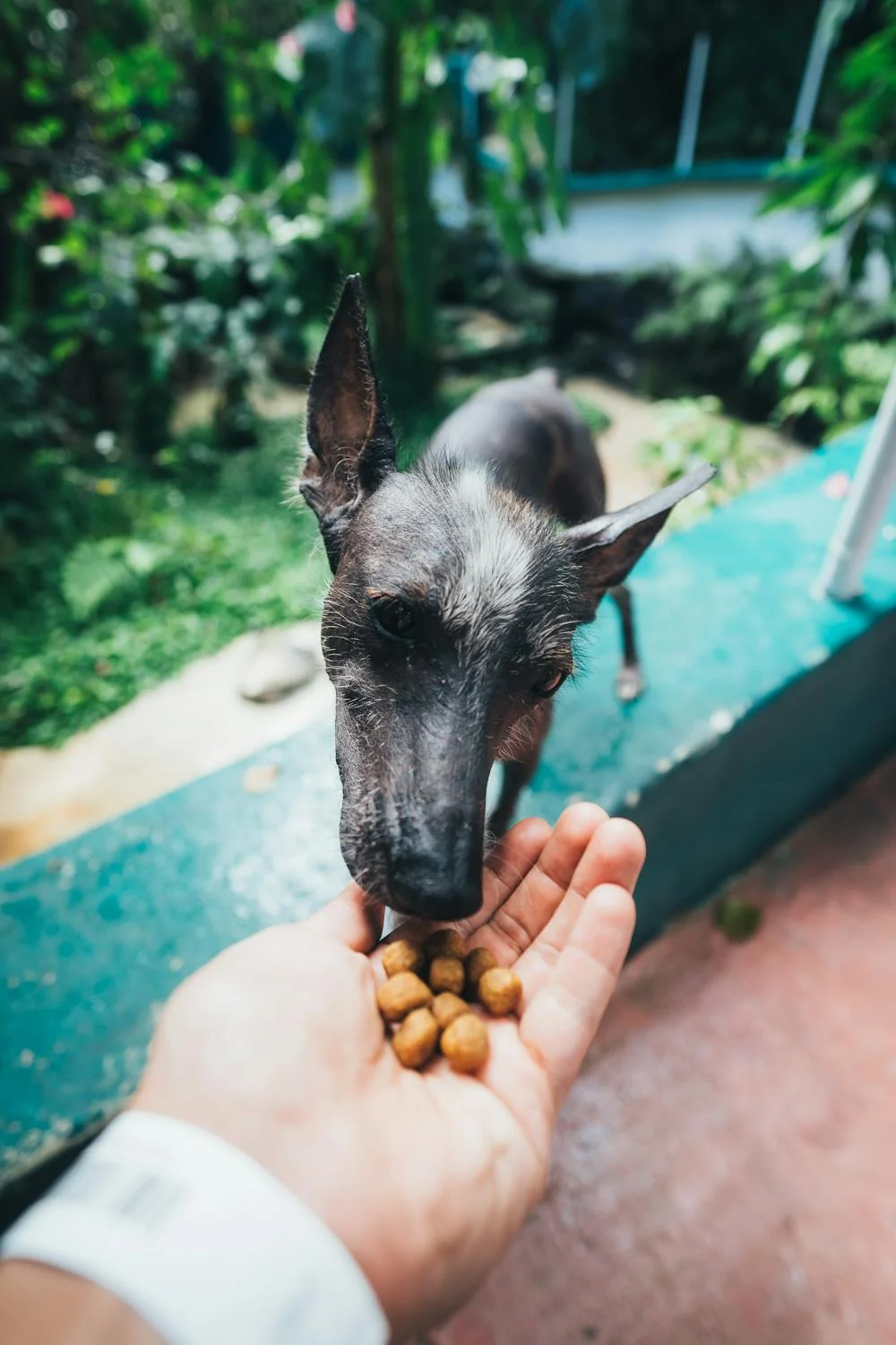 Senior Dog Smelling His Treats