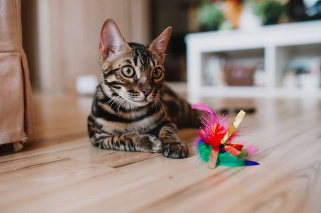 The 10 Best Cat Toys to Play Alone