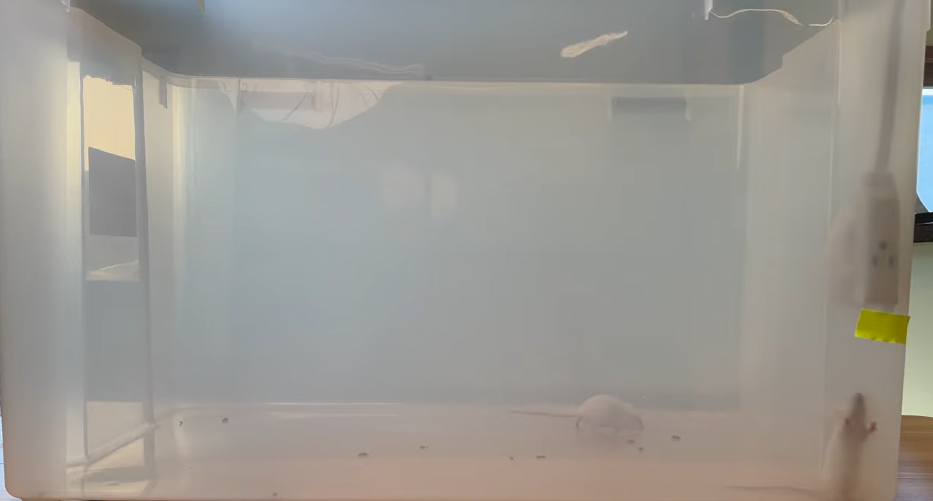 rodents climbing towards the Haycone ultrasonic pest repeller