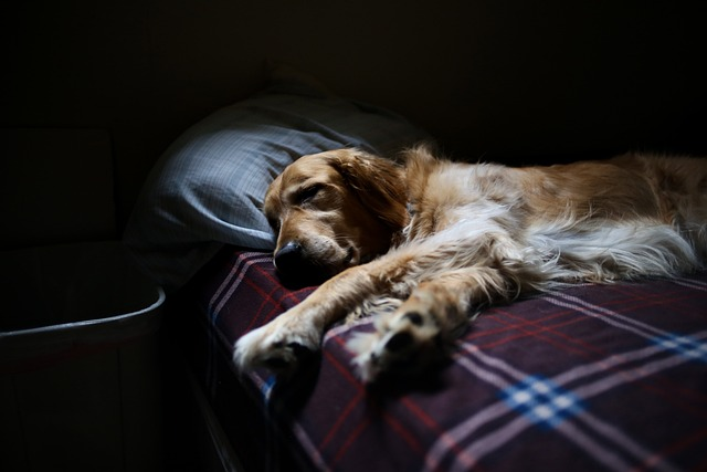 adorable, animal, bed