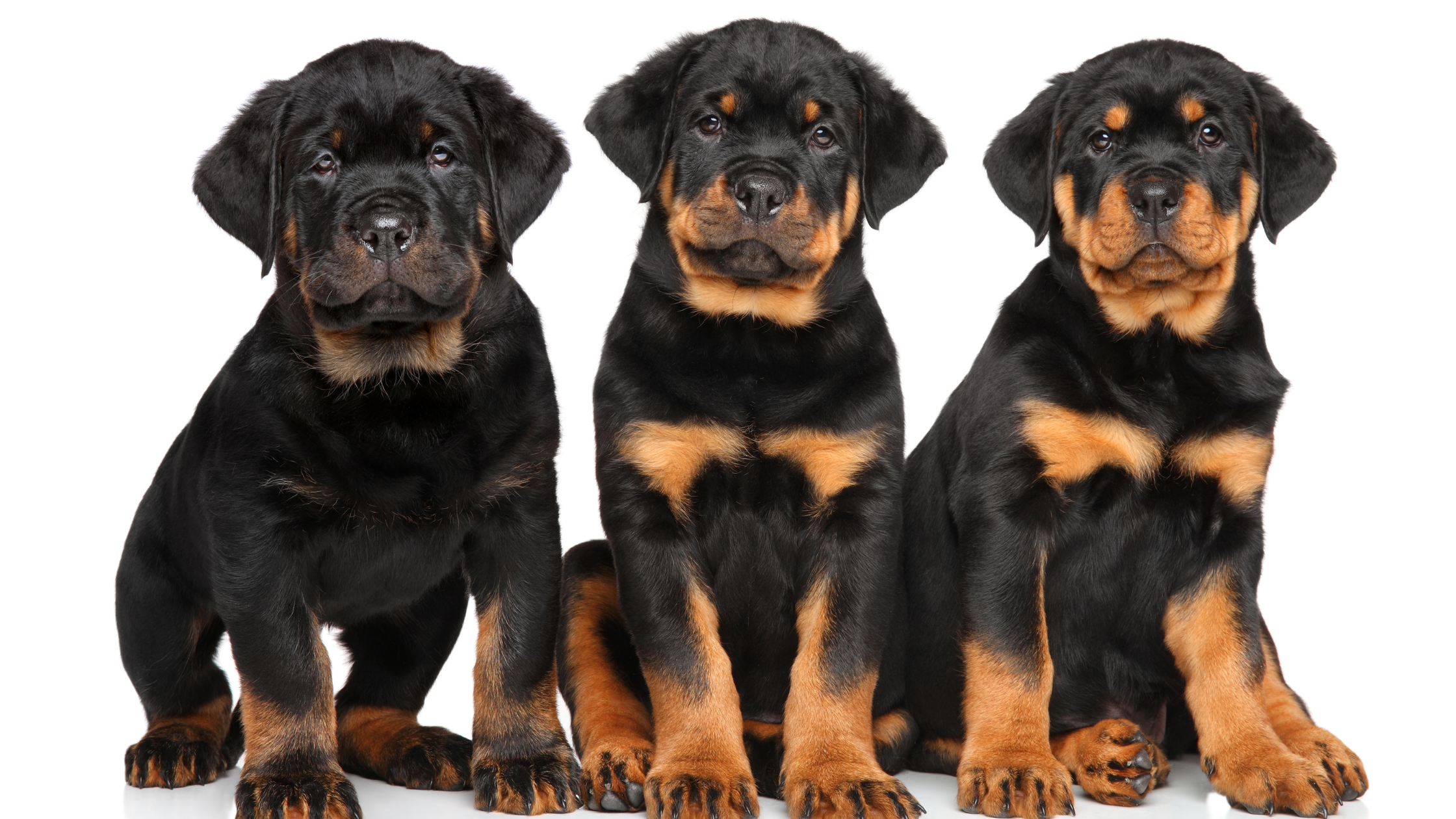 Three Rottweiler puppies sitting in front of a white background