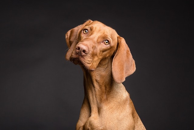 dog, nature, pet, canine, animal, fur, snout, ears, mammal, dog portrait, animal world, dog, dog, dog, dog, dog