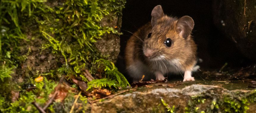 A field mouse looking for food. Source: Unsplash