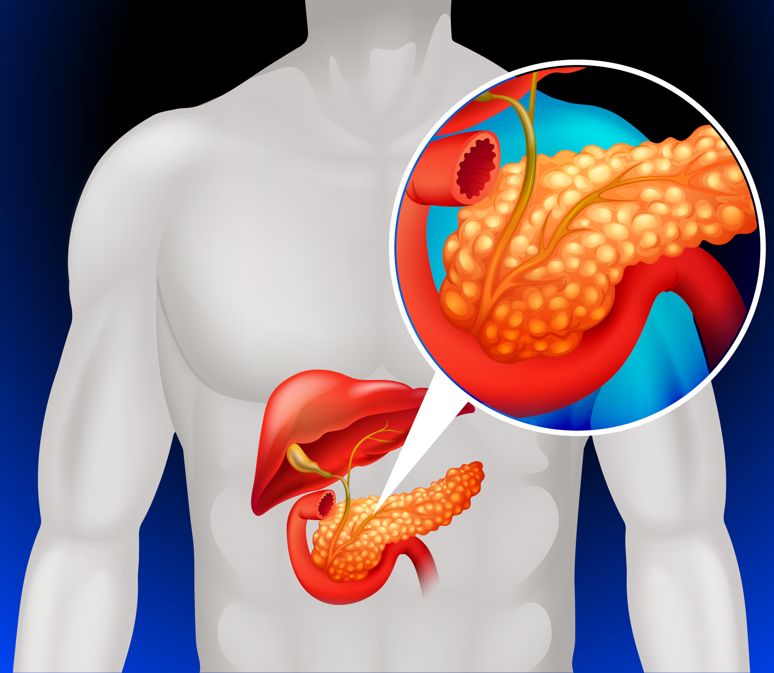 A healthy digestive system needs a healthy pancreas.