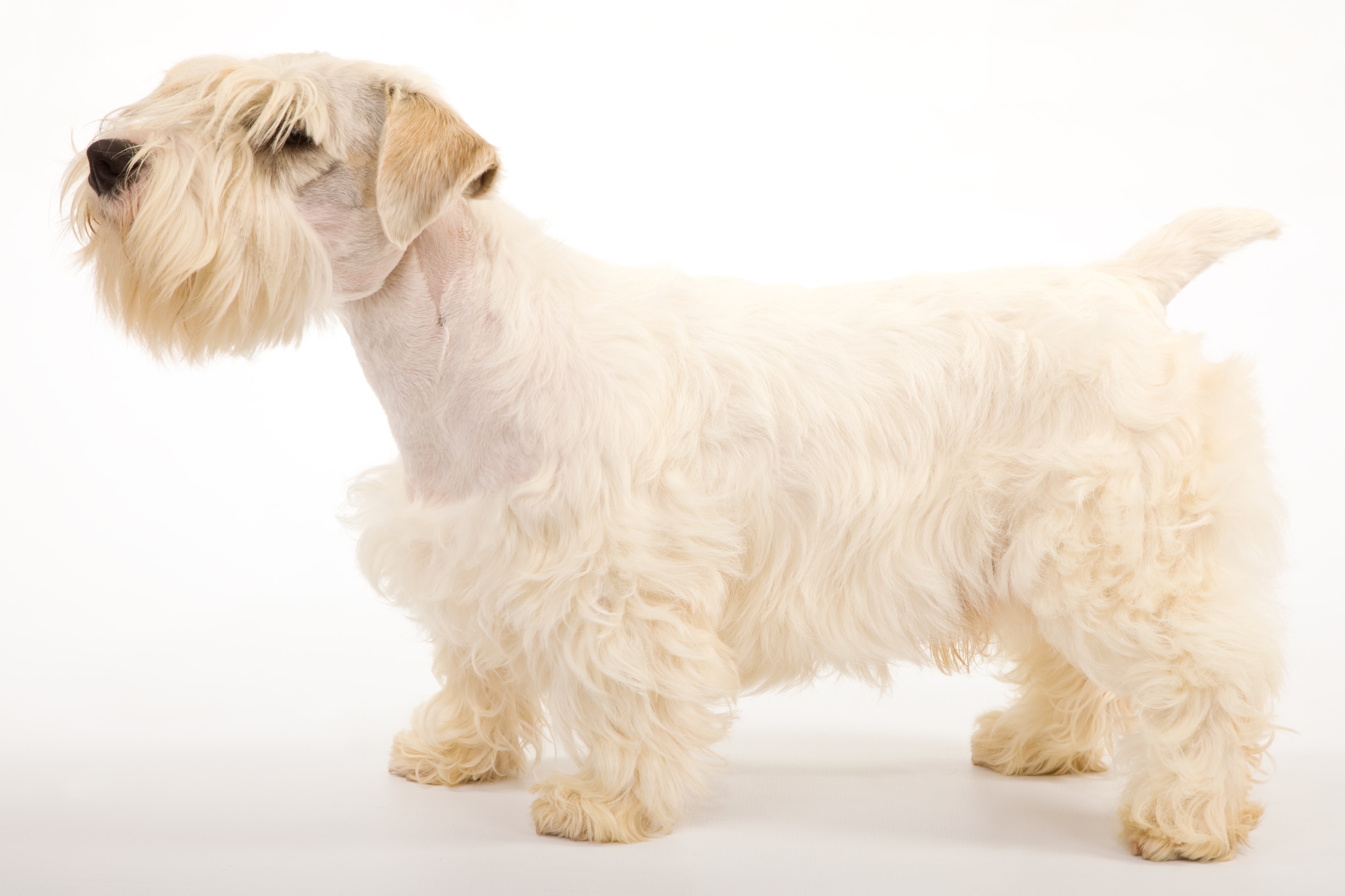 A well groomed Sealyham Terrier