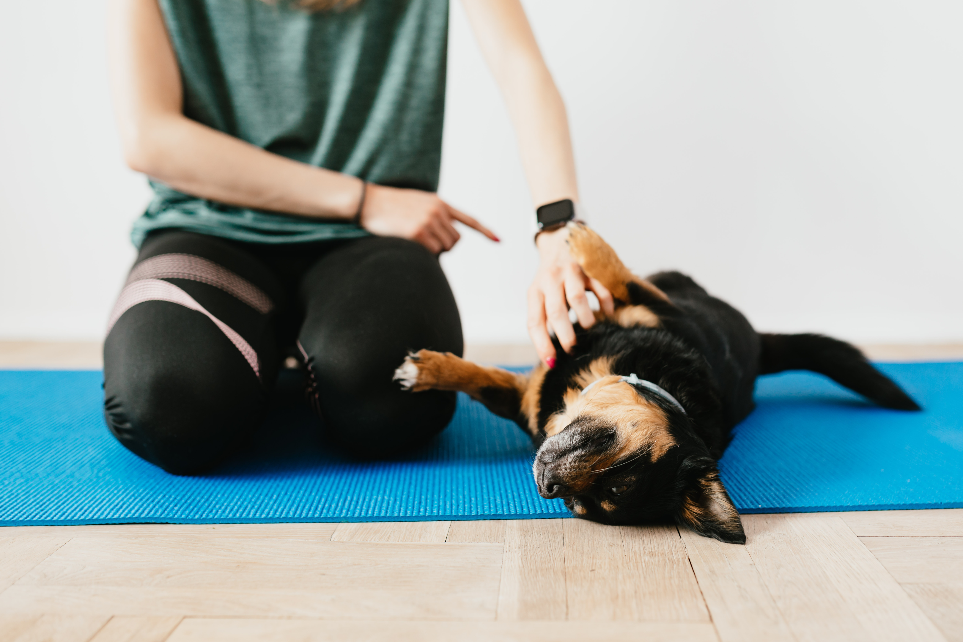 Dog exercising on a yoga mat.