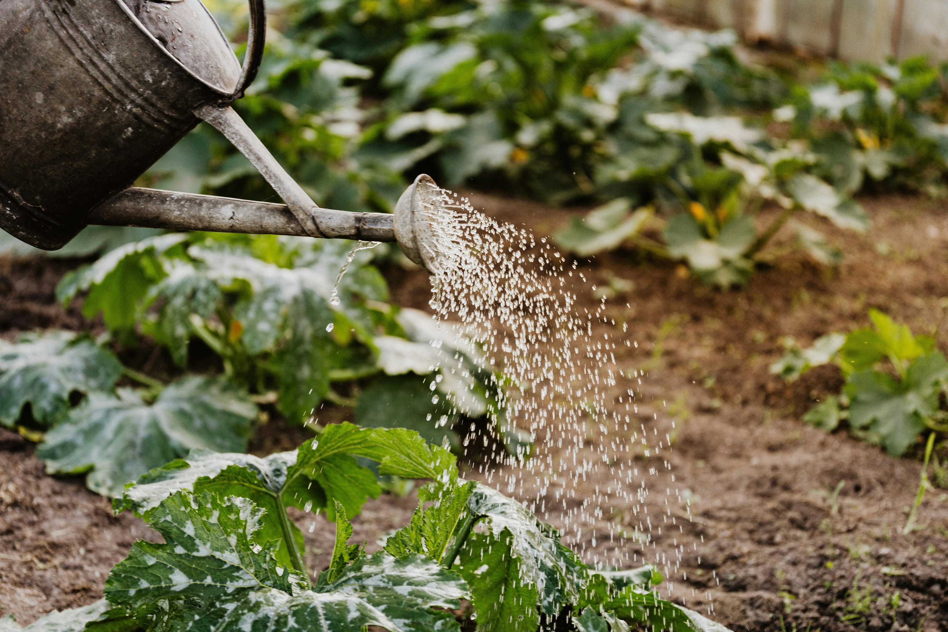 survive winter, soils moist