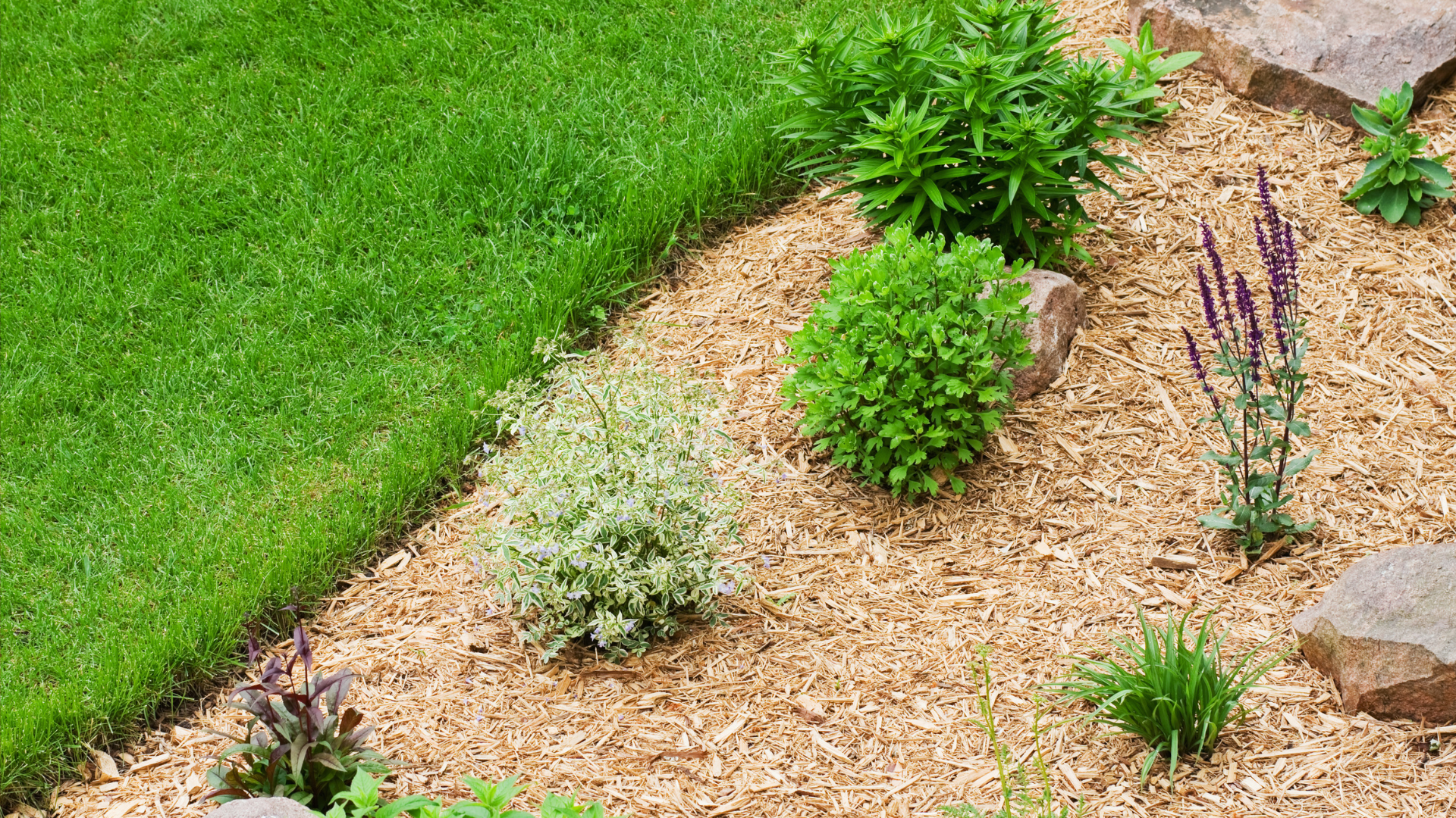 A garden decorated with woodchips like you'd see in the pictures of a home and garden magazine. 