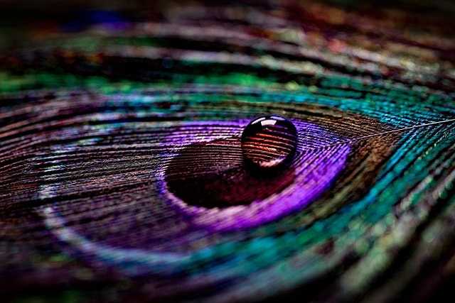 peacock, feather, dewdrop, dew, colorful, nature, water, liquid, raindrop, wet, plumage, macro