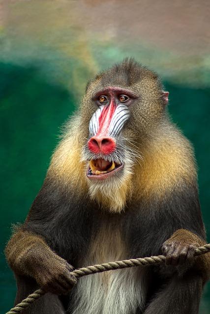 ape, mandrill, africa, baboon, animal, wildlife, botswana, safari, south africa, nature, mammal, primate