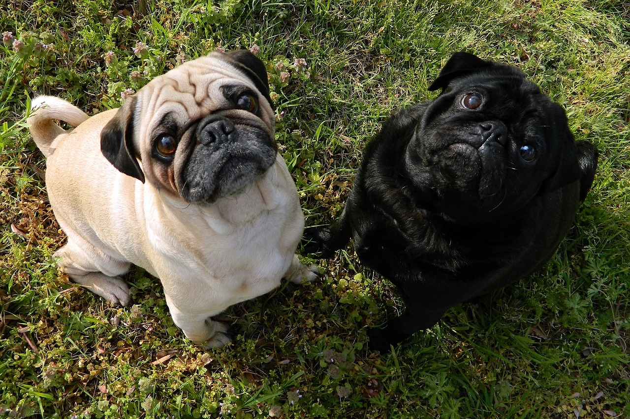 Do pugs best sale shed hair