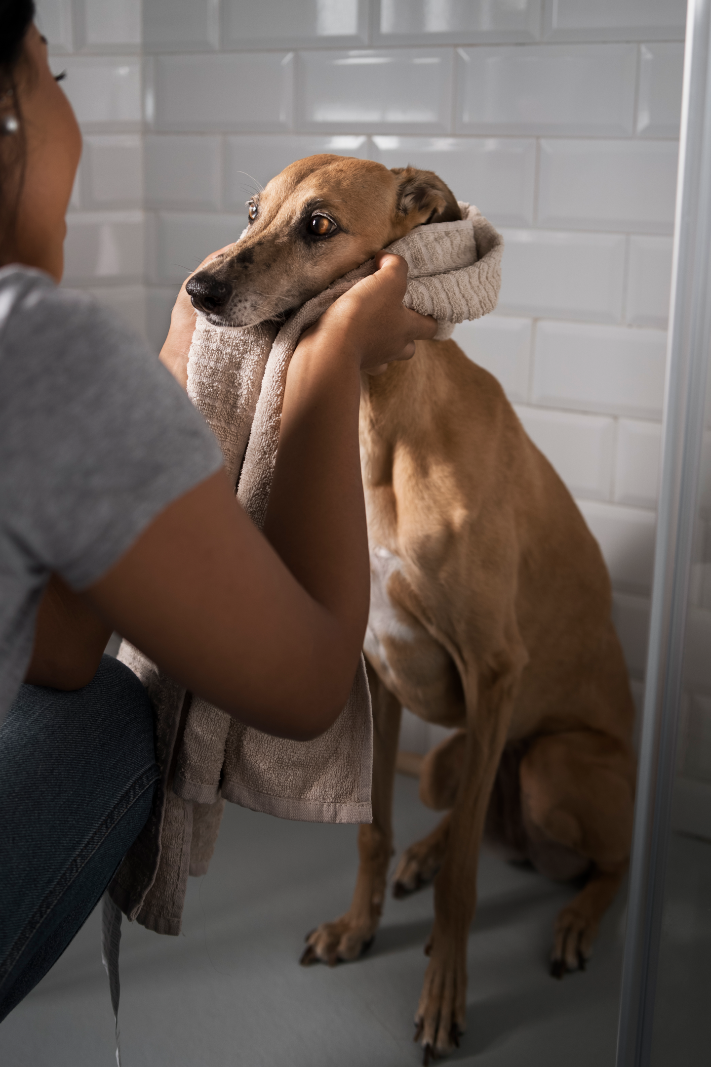 Caring for Senior Dog Incontinence