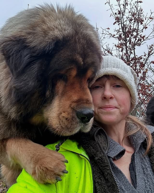 tibetan mastiff with its owner