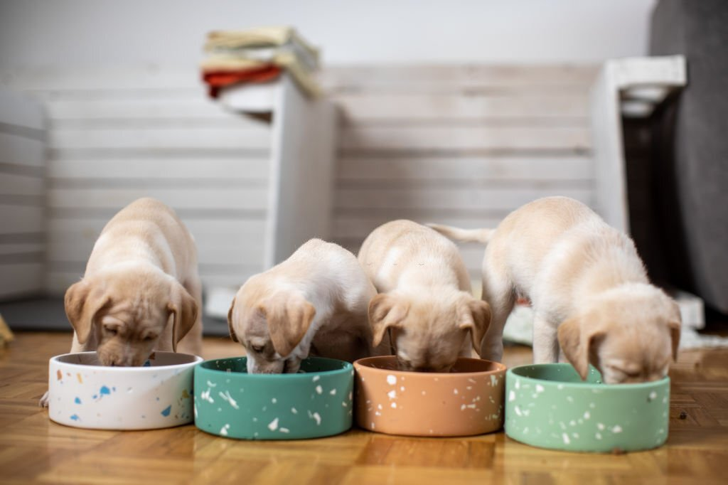 How Much To Feed A Lab Puppy? Labrador Feeding Chart By Age