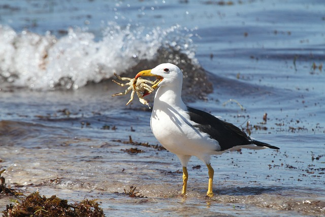 sea, birds, albatross