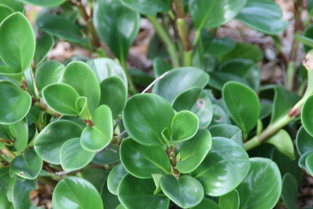 baby rubber plant, royal horticultural society award 