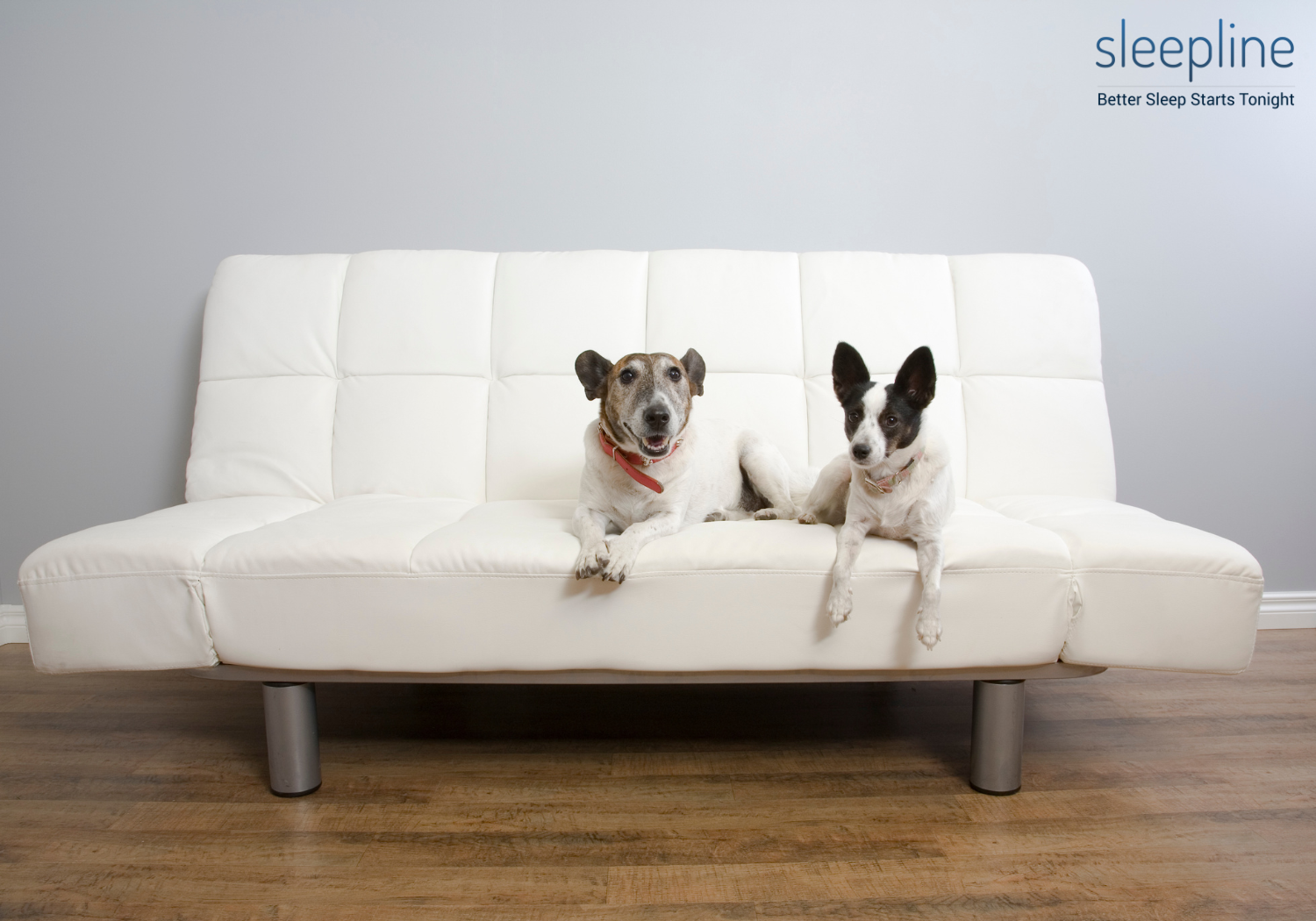 Dogs sitting on a folded-up futon