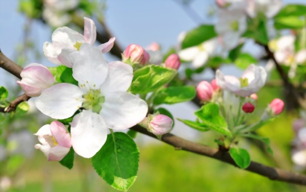 28 Beautiful Flower Names That Start With A 03