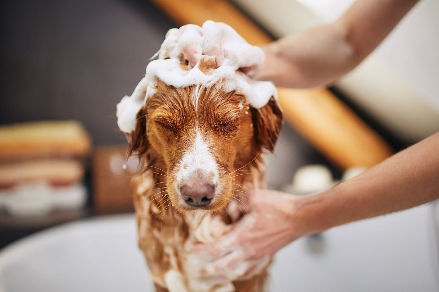 dog bath, bathing